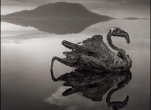 Lago da Tanzânia transforma qualquer animal que o toca em pedra