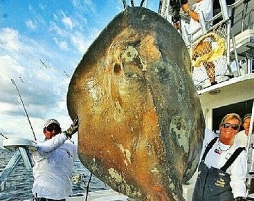 “Dinossauro do mar” é fisgado por pescador na Flórida