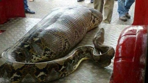 Fotografia de cobra com barriga enorme suspeita de comer humano circula na web