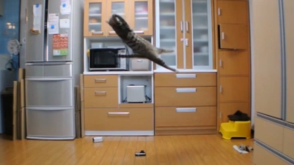 Gato com o salto mais alto do mundo surpreende com incríveis vídeos