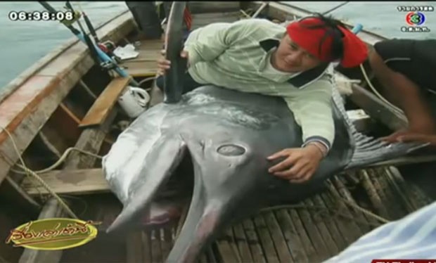 Peixe de mais de 350 quilos é fisgado por pescadores na Tailândia