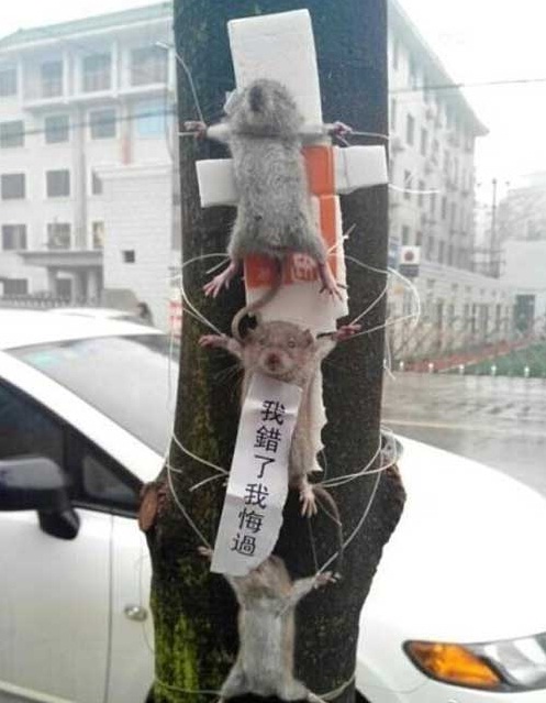 Ratos ladrões são encontrados crucificados em árvore