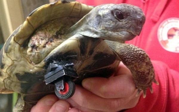 Tartaruga ganha uma nova perna feita de LEGO