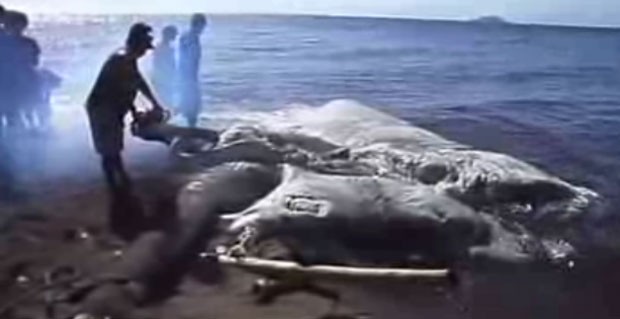Criatura marinha gigante é encontrada nas Filipinas