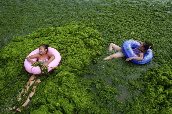 Praia cheia de algas encanta chineses-2