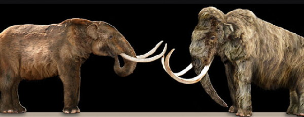 Qual é a diferença entre um Mamute e um Mastodonte?