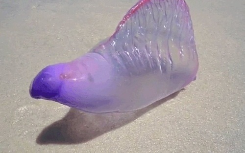 Criatura bizarra marinha de cor roxa supreende banhistas em praia baiana