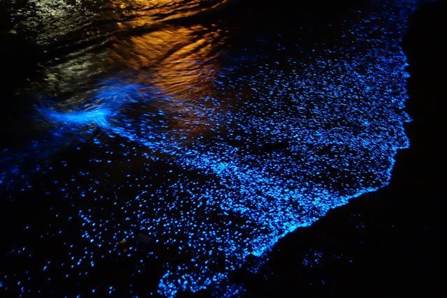 Incrível fenômeno deixa água do mar com brilhantes pontinhos azuis