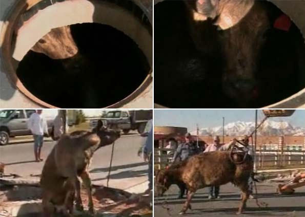 Vaca foge de uma fazenda e passou 5 dias em um bueiro nos EUA
