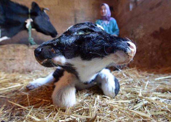 Bezerro de duas cabeças nasce em Marrocos