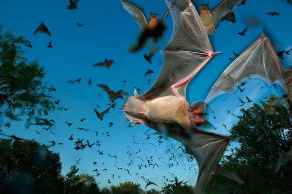 Está chovendo morcegos mortos na Austrália! A causa seria uma forte onda de calor