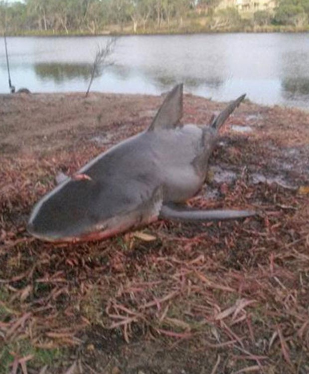 Tubarão de 1,8 metros é capturado em rio por dupla de pescadores australianos