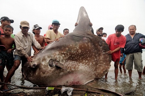 Peixe-lua de 1 tonelada é fisgado por pescadores na Indonésia