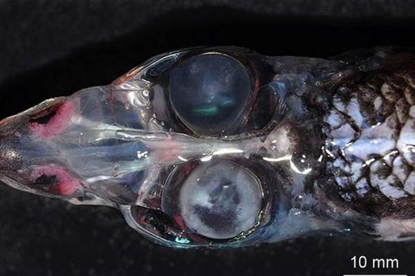 Conheça o peixe de quatro olhos que surpreendeu cientistas com sua visão de 360 graus