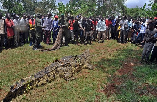 Crocodilo que teria comido 4 pescadores é capturado por agentes florestais