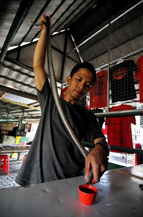 Para aumentar a libido homens bebem sangue de cobra na Indonésia