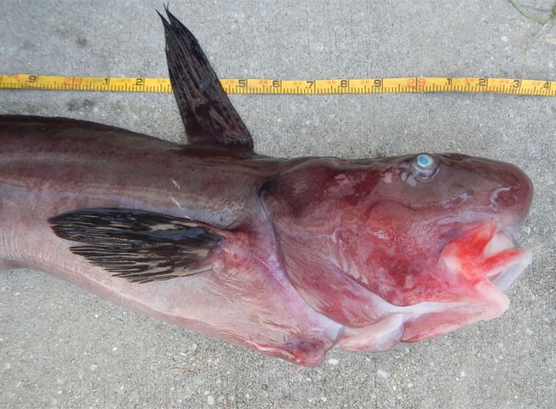 Instituto identifica peixe bizarro encontrado nos EUA