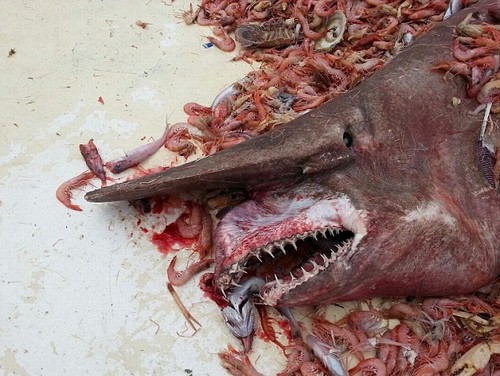 Raro tubarão-duende de 4,5 metros é fisgado por pescador