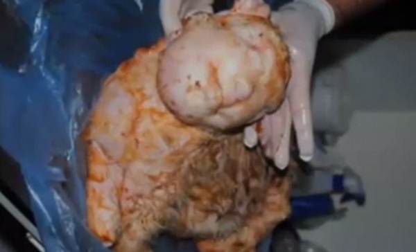 Ovelha dá à luz a um cordeiro com “rosto humano” na Turquia