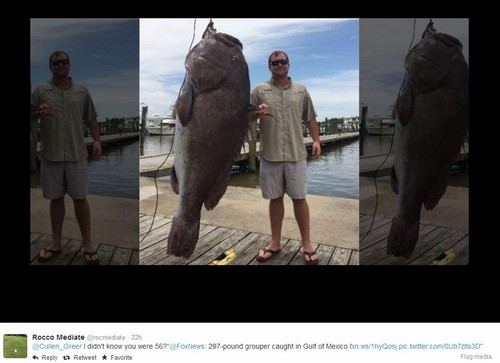 Garoupa de 135 quilos é pescada por americano e bate recorde