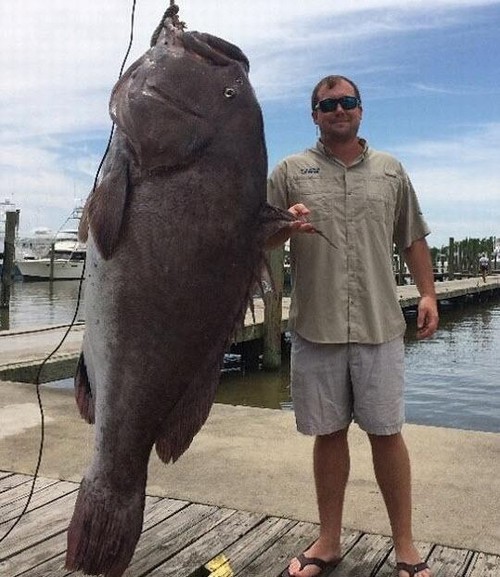 Garoupa de 135 quilos é pescada por americano e bate recorde