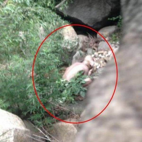 Suposto “Gollum” é visto em floresta chinesa