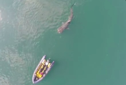 Drone captura imagens de enorme tubarão nadando ao lado de pequeno barco
