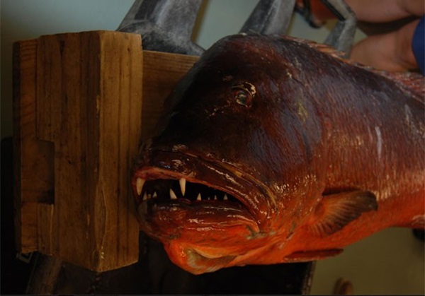 Americano fisga peixe com dentes de vampiro e bate recorde de 26 anos