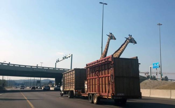 Girafa morre ao bater cabeça em viaduto durante transporte