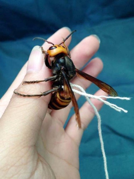 Japonês diz que conseguiu domar a maior vespa do mundo