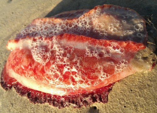 Misteriosa criatura de cor avermelhada é achada em praia da Austrália