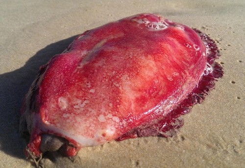 Misteriosa criatura de cor avermelhada é achada em praia da Austrália