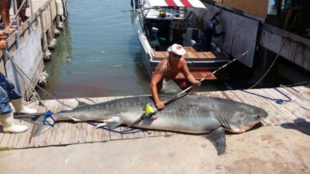 Pescador americano fisga tubarão de quase 4 metros e 367 kg com anzol