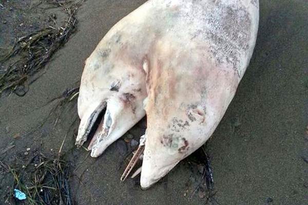 Homem encontra golfinho de duas cabeças morto em praia na Turquia e chama a polícia