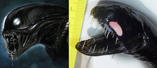 Criatura estranha parecida com “Venom” é encontrada perto de baleia morta