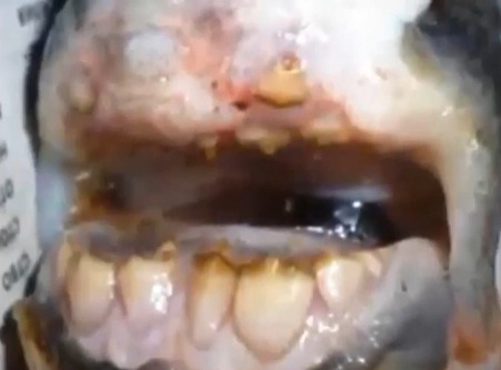 Russo fisga peixe com dentes humanos