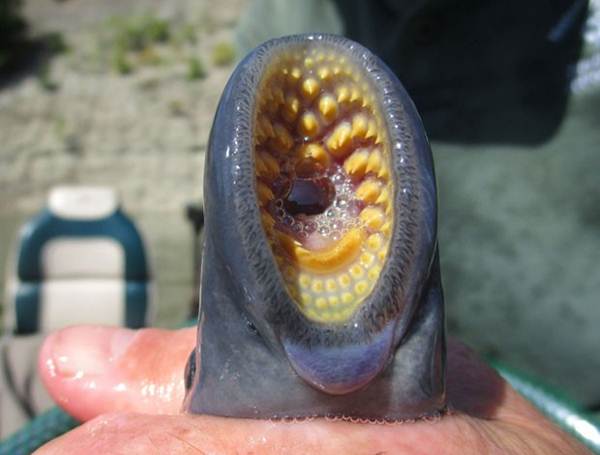 Estranha criatura é encontrada grudada em peixe em lago nos EUA