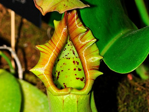 Planta que come ratos e camundongos