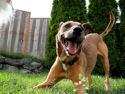 Por que os cachorros abanam o rabo?