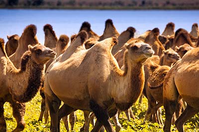 As corcovas dos camelos armazenam água?