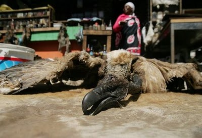 Sul-africanos fumam cérebro de abutre para ganhar sorte