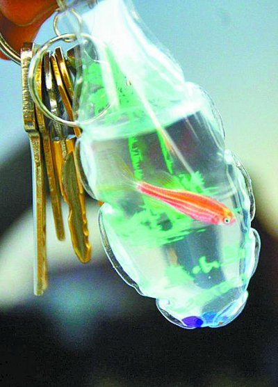 Chaveiros com animais vivos dentro são vendidos como amuleto na China