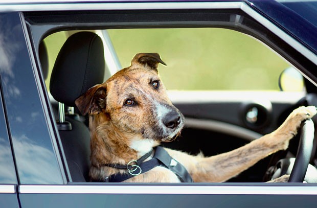 Para aumentar a doação de cães, entidade está ensinando os animais a dirigir
