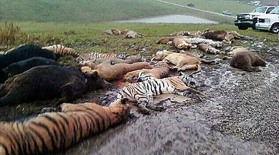 Polícia de Ohio mata 49 animais que fugiram de zoológico particular
