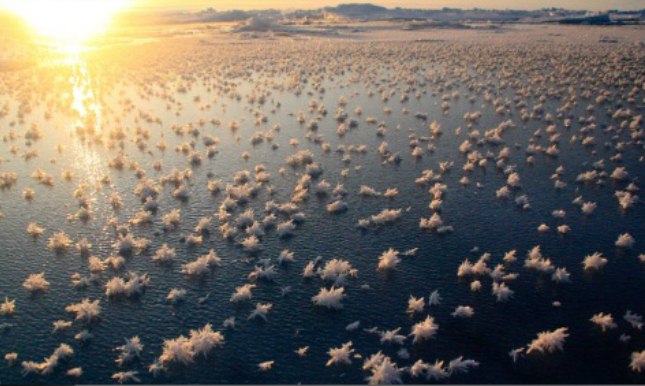 Incrível espetáculo raro cobre parte do Oceano Ártico com milhões de flores de gelo