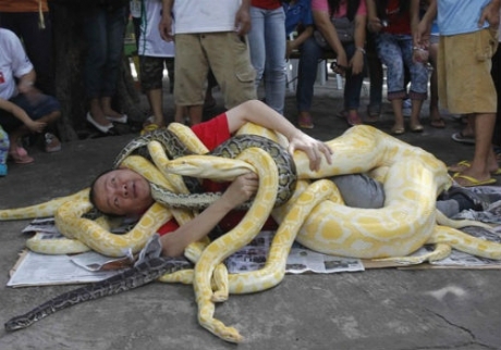 Homem se enrola com várias cobras píton para comemorar “Ano da Serpente”
