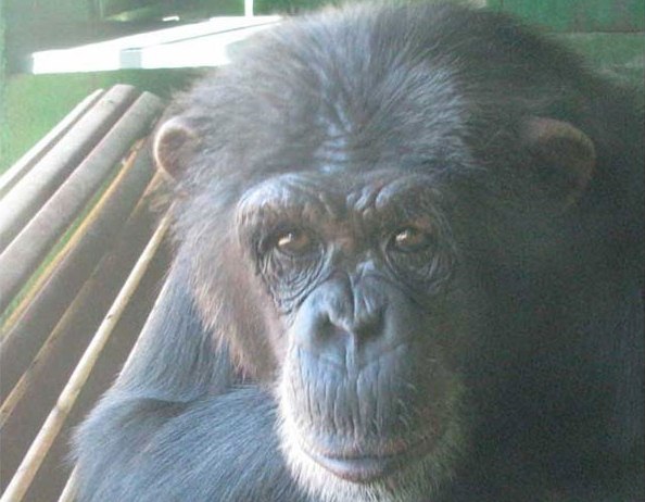 Gina, a chimpanzé viciada em pornô