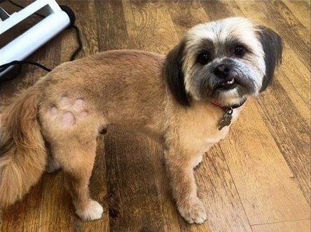 “Tatuagem” canina faz sucesso na Inglaterra