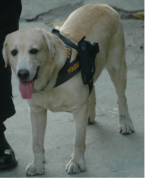 Cão policial da Tailândia anda armado