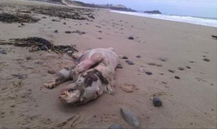 Criatura estranha é encontrada em praia no Reino Unido